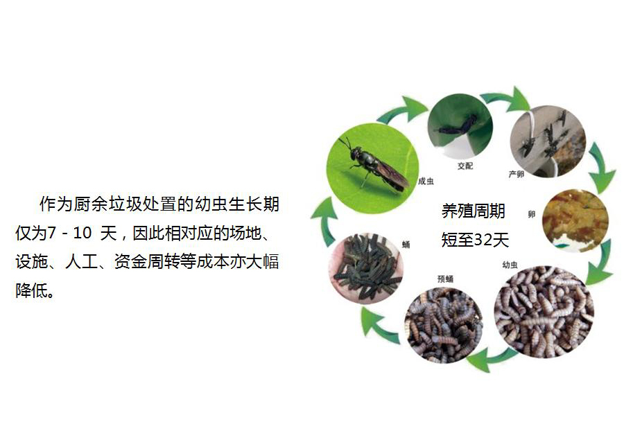 黑水虻怎么處理餐廚垃圾？